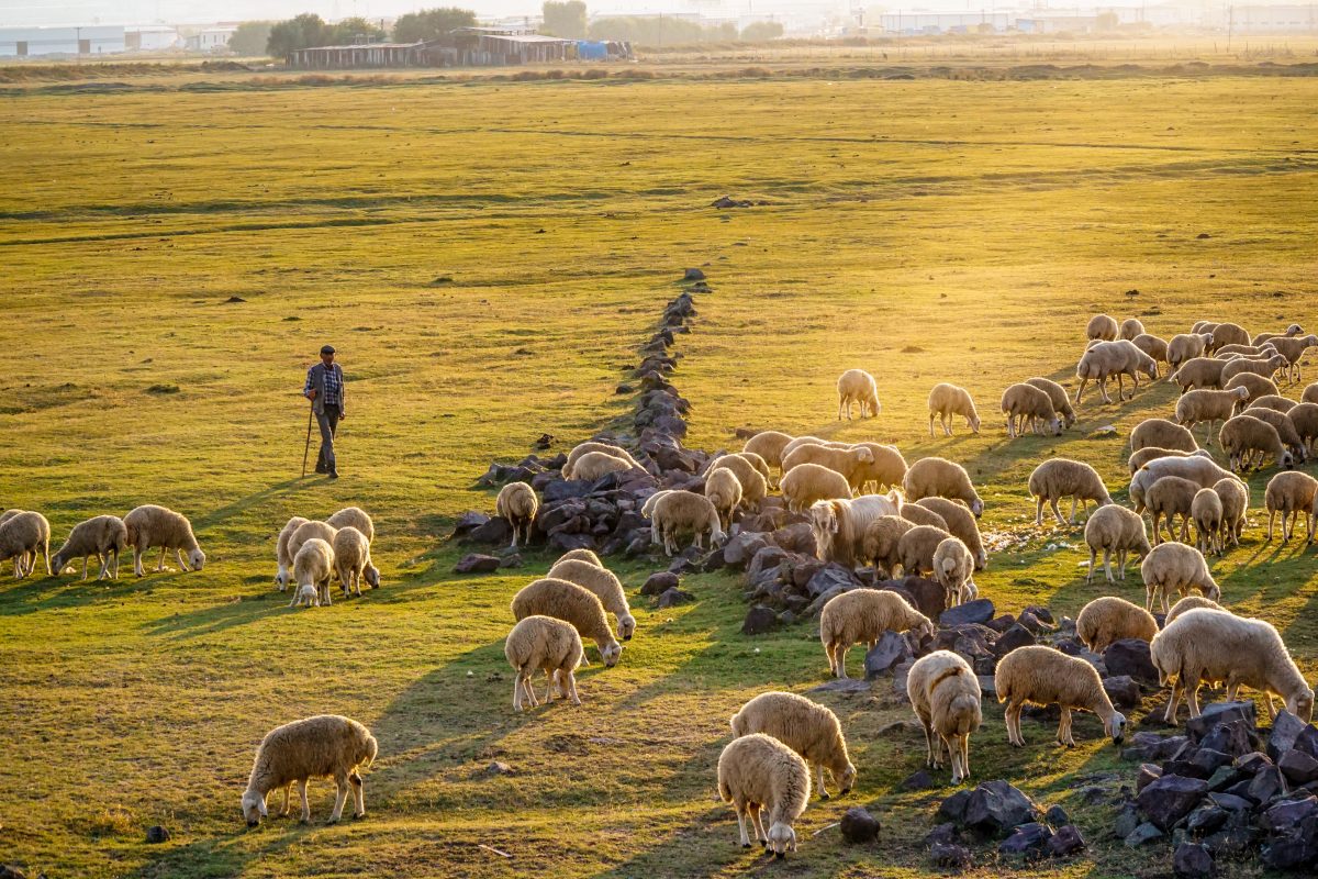 group of sheep on green grass field during daytime photo – Free Image on Unsplash